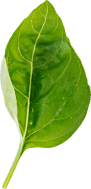 main dish leaf