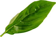 main dish leaf two
